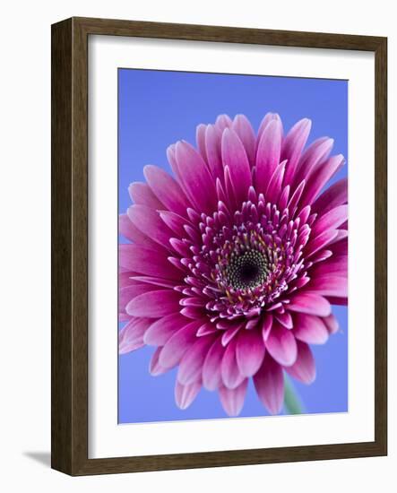 Pink Gerbera Daisy-Clive Nichols-Framed Photographic Print