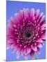 Pink Gerbera Daisy-Clive Nichols-Mounted Photographic Print