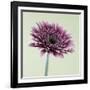 Pink Gerbera Daisy-Clive Nichols-Framed Photographic Print