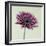 Pink Gerbera Daisy-Clive Nichols-Framed Photographic Print