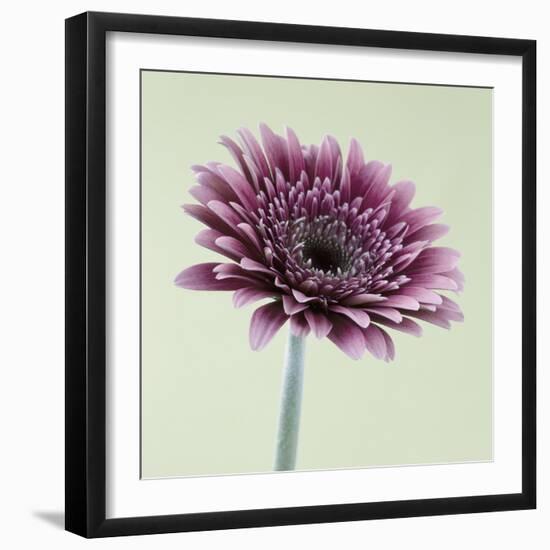 Pink Gerbera Daisy-Clive Nichols-Framed Photographic Print