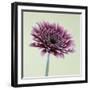 Pink Gerbera Daisy-Clive Nichols-Framed Photographic Print