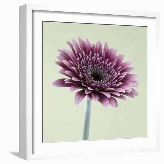 Pink Gerbera Daisy-Clive Nichols-Framed Photographic Print