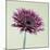 Pink Gerbera Daisy-Clive Nichols-Mounted Photographic Print