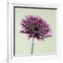 Pink Gerbera Daisy-Clive Nichols-Framed Photographic Print