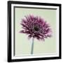 Pink Gerbera Daisy-Clive Nichols-Framed Photographic Print