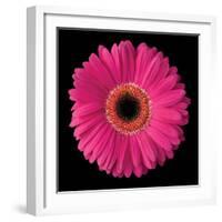 Pink Gerbera Daisy-Jim Christensen-Framed Photographic Print