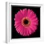 Pink Gerbera Daisy-Jim Christensen-Framed Photographic Print