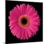 Pink Gerbera Daisy-Jim Christensen-Mounted Photographic Print