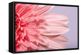 Pink Gerbera Flower Blossom-Deyan Georgiev-Framed Stretched Canvas