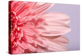 Pink Gerbera Flower Blossom-Deyan Georgiev-Stretched Canvas