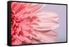 Pink Gerbera Flower Blossom-Deyan Georgiev-Framed Stretched Canvas