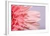 Pink Gerbera Flower Blossom-Deyan Georgiev-Framed Photographic Print