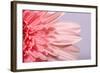 Pink Gerbera Flower Blossom-Deyan Georgiev-Framed Photographic Print