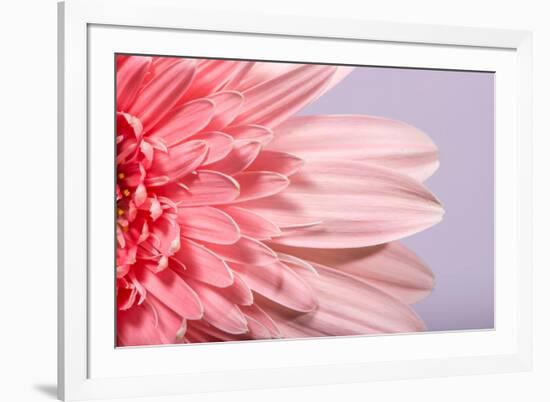 Pink Gerbera Flower Blossom-Deyan Georgiev-Framed Photographic Print