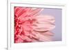 Pink Gerbera Flower Blossom-Deyan Georgiev-Framed Photographic Print