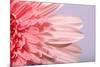 Pink Gerbera Flower Blossom-Deyan Georgiev-Mounted Photographic Print