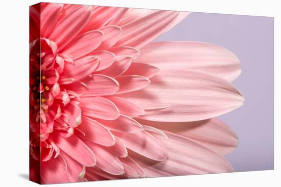 Pink Gerbera Flower Blossom-Deyan Georgiev-Stretched Canvas