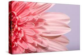 Pink Gerbera Flower Blossom-Deyan Georgiev-Stretched Canvas