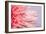 Pink Gerbera Flower Blossom-Deyan Georgiev-Framed Photographic Print