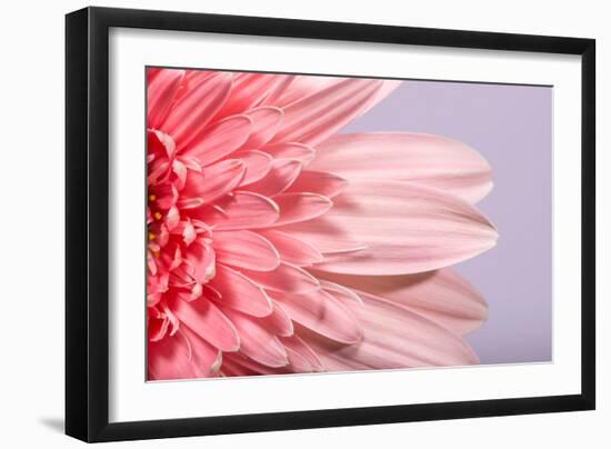 Pink Gerbera Flower Blossom-Deyan Georgiev-Framed Photographic Print