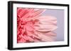 Pink Gerbera Flower Blossom-Deyan Georgiev-Framed Photographic Print