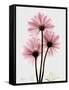 Pink Gerbera Triple-Albert Koetsier-Framed Stretched Canvas