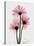 Pink Gerbera Triple-Albert Koetsier-Stretched Canvas