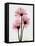 Pink Gerbera Triple-Albert Koetsier-Framed Stretched Canvas