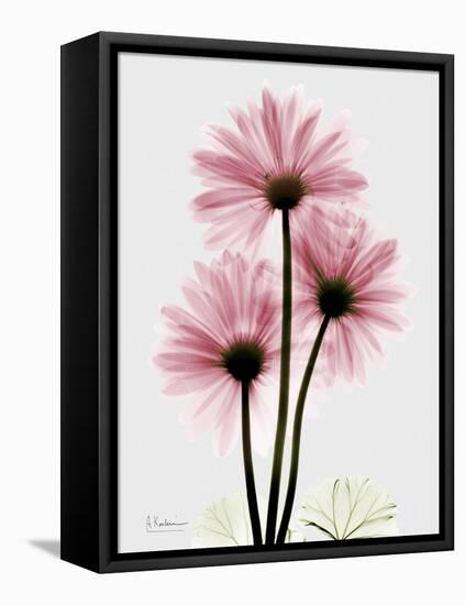 Pink Gerbera Triple-Albert Koetsier-Framed Stretched Canvas