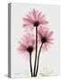 Pink Gerbera Triple-Albert Koetsier-Stretched Canvas