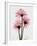 Pink Gerbera Triple-Albert Koetsier-Framed Art Print