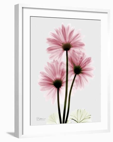 Pink Gerbera Triple-Albert Koetsier-Framed Art Print