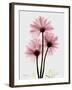 Pink Gerbera Triple-Albert Koetsier-Framed Art Print