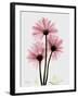 Pink Gerbera Triple-Albert Koetsier-Framed Art Print