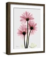 Pink Gerbera Triple-Albert Koetsier-Framed Art Print