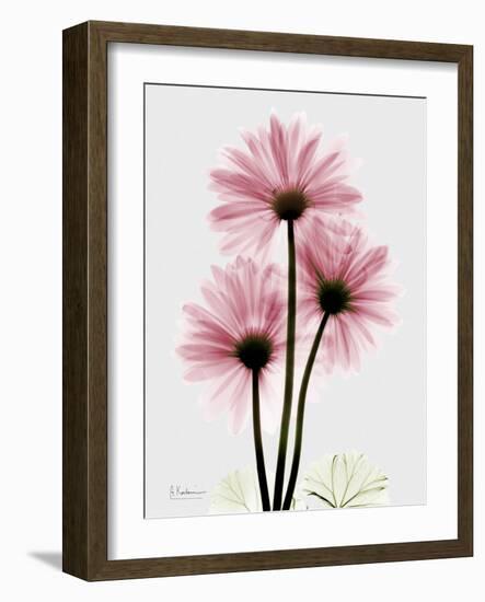 Pink Gerbera Triple-Albert Koetsier-Framed Art Print