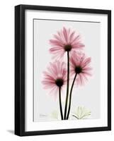 Pink Gerbera Triple-Albert Koetsier-Framed Art Print