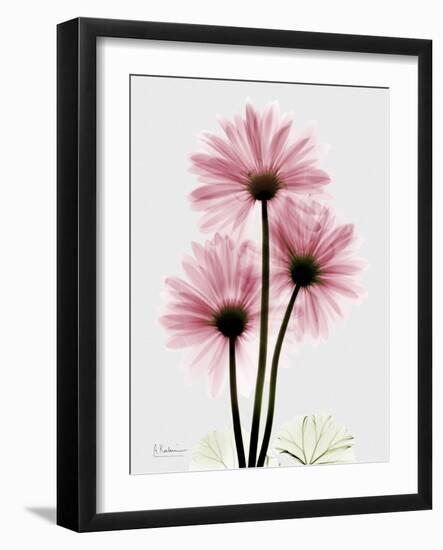 Pink Gerbera Triple-Albert Koetsier-Framed Art Print