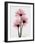 Pink Gerbera Triple-Albert Koetsier-Framed Art Print