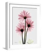 Pink Gerbera Triple-Albert Koetsier-Framed Art Print