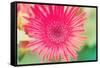 Pink Gerbera-Susan Bryant-Framed Stretched Canvas