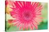 Pink Gerbera-Susan Bryant-Stretched Canvas