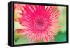 Pink Gerbera-Susan Bryant-Framed Stretched Canvas