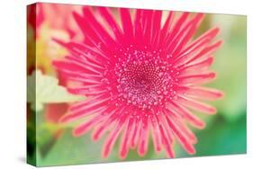 Pink Gerbera-Susan Bryant-Stretched Canvas