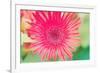 Pink Gerbera-Susan Bryant-Framed Photographic Print