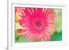 Pink Gerbera-Susan Bryant-Framed Photographic Print