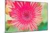 Pink Gerbera-Susan Bryant-Mounted Photographic Print