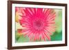 Pink Gerbera-Susan Bryant-Framed Photographic Print