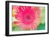 Pink Gerbera-Susan Bryant-Framed Photographic Print